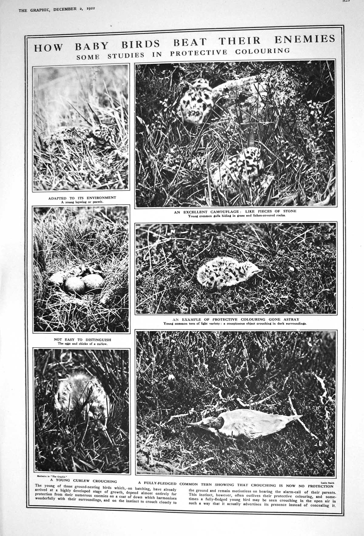 Old 1922 Baby Birds Lapwing Gulls Curlew Tern Camouflage Ladies Fashi 20th