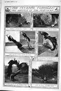 Old 1923 Battle Peacocks Courting Peahen Fashion Frills Frivolities C 20th