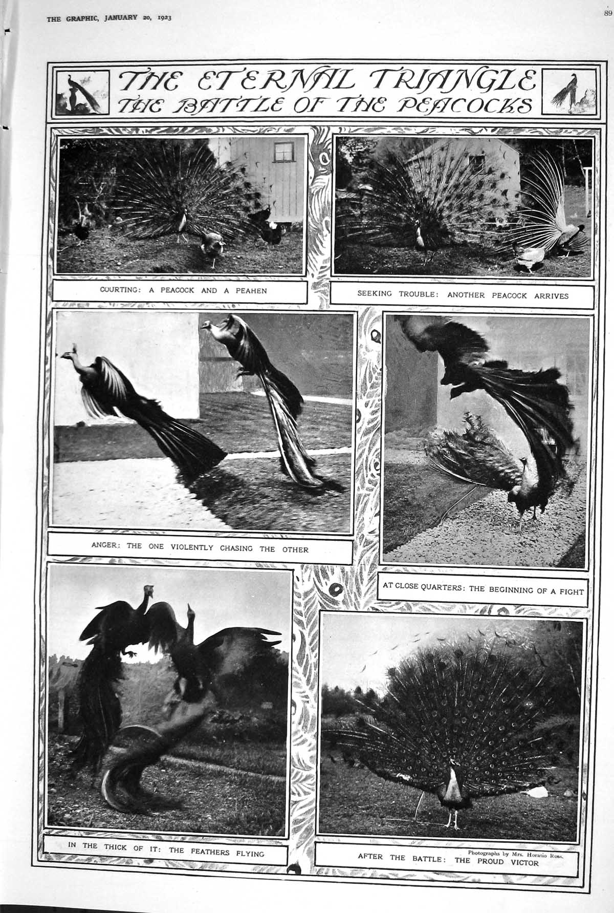 Old 1923 Battle Peacocks Courting Peahen Fashion Frills Frivolities C 20th