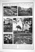 Old 1923 Roses Garden Caledonia Stern Wild January Scotland Photograp 20th