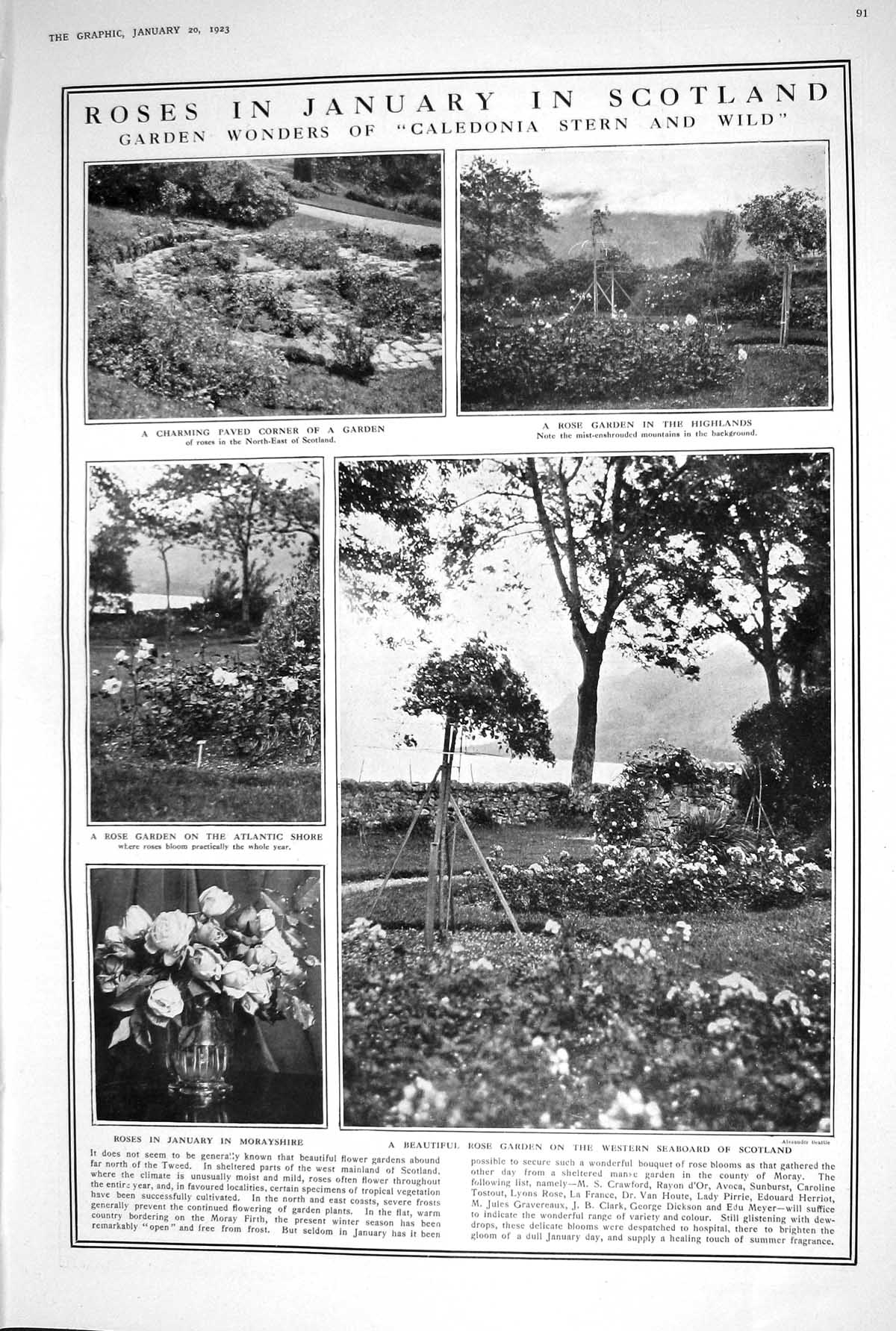 Old 1923 Roses Garden Caledonia Stern Wild January Scotland Photograp 20th