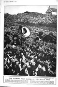 Old 1923 Scilly Isles Flowers Daffodils Narcissi Joseph Farington Aum 20th