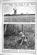 Old 1923 Narcissi Lincoln Daffodils Sussex Verderers Hall Kings House 20th