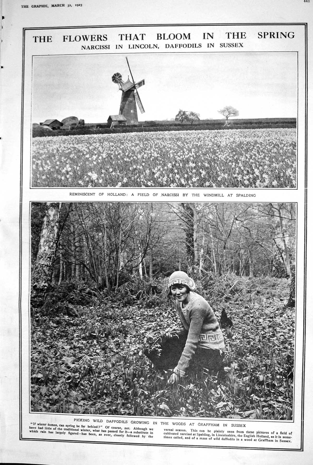 Old 1923 Narcissi Lincoln Daffodils Sussex Verderers Hall Kings House 20th