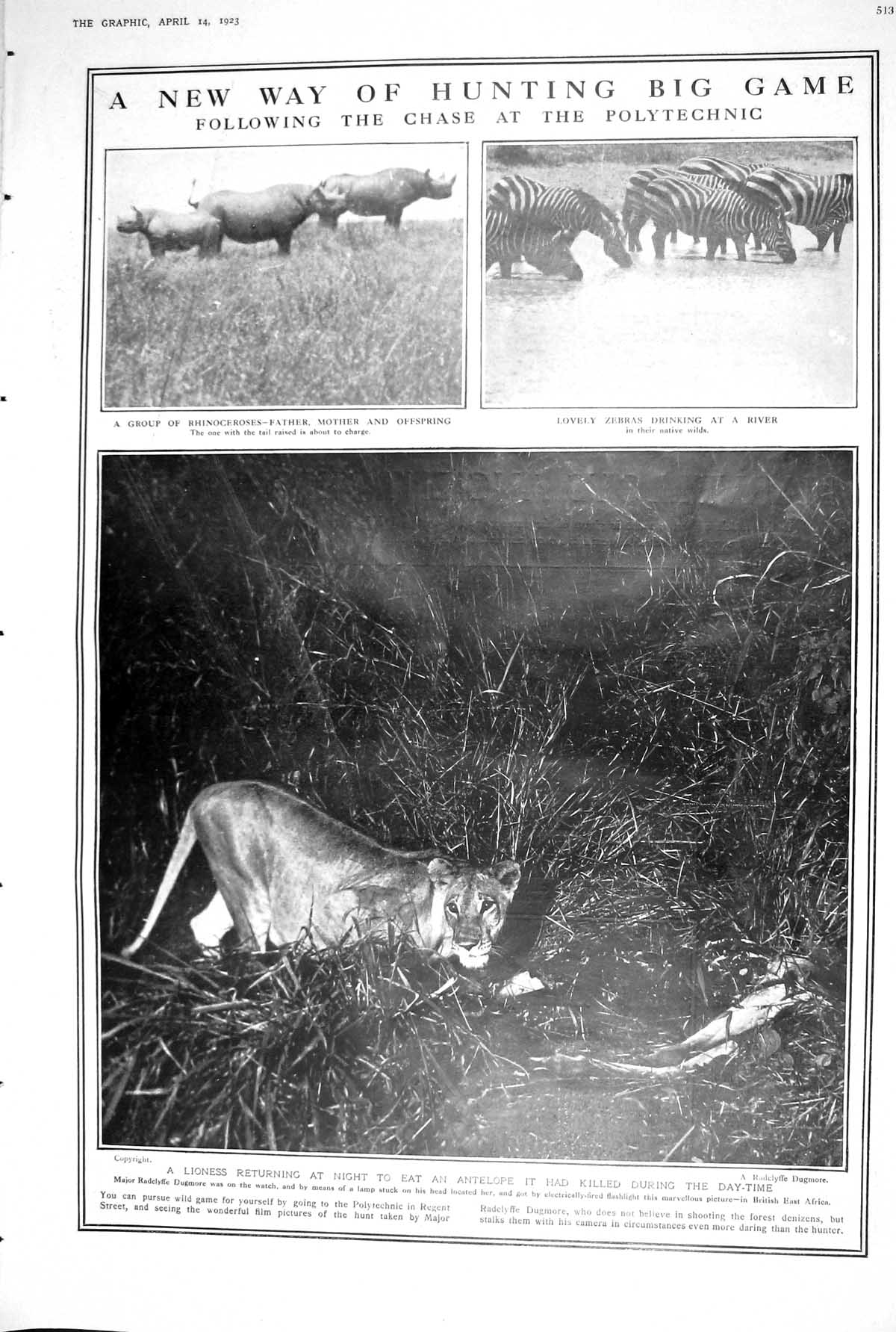 Old 1923 Lioness Antelope Hunting Rhinoceroses Zebras Hindu Temple Be 20th