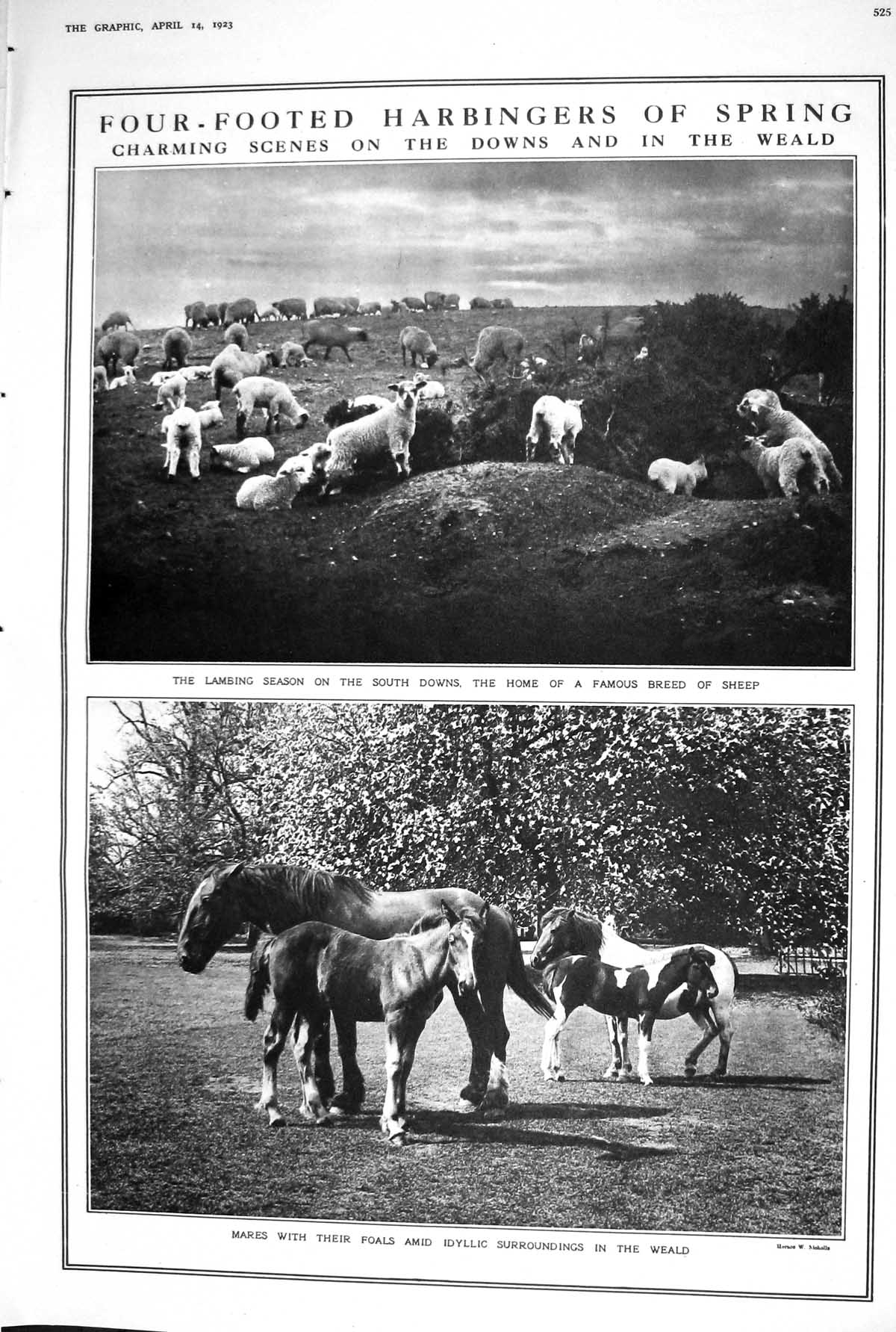Old 1923 Lambing Sheep Mares Foals Weald Fashion Frills Frivolities G 20th