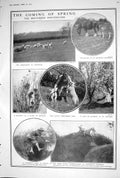 Old 1923 Countryside Sheep Horses Blossom Orchard Steeplechases Egypt 20th