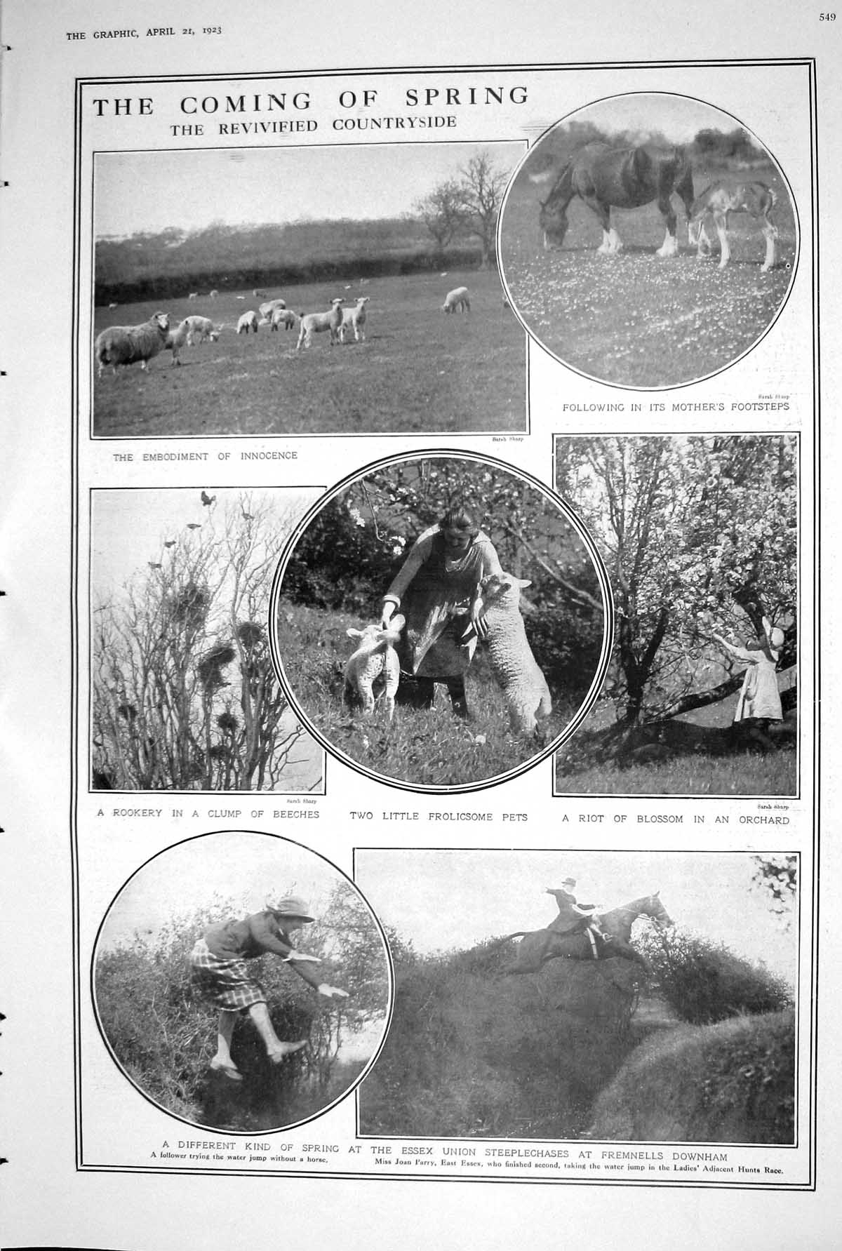 Old 1923 Countryside Sheep Horses Blossom Orchard Steeplechases Egypt 20th