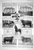 Old 1923 Horse Sire Horned Dam Lordly Specimen Prince Wales Farmer Ki 20th