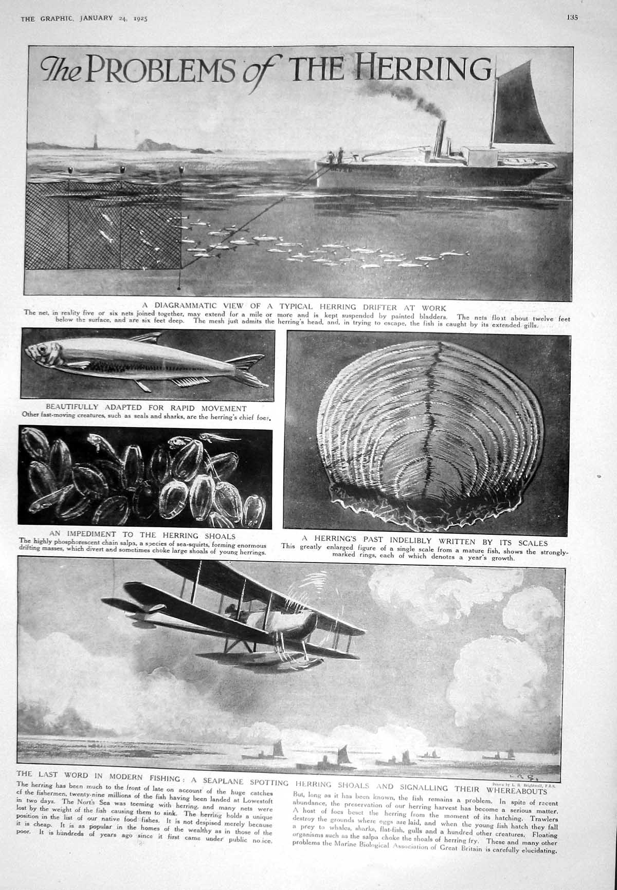 Old 1925 Herring Fishing Drifter Boat Seaplane Shoals Muriel Hine Ken 20th