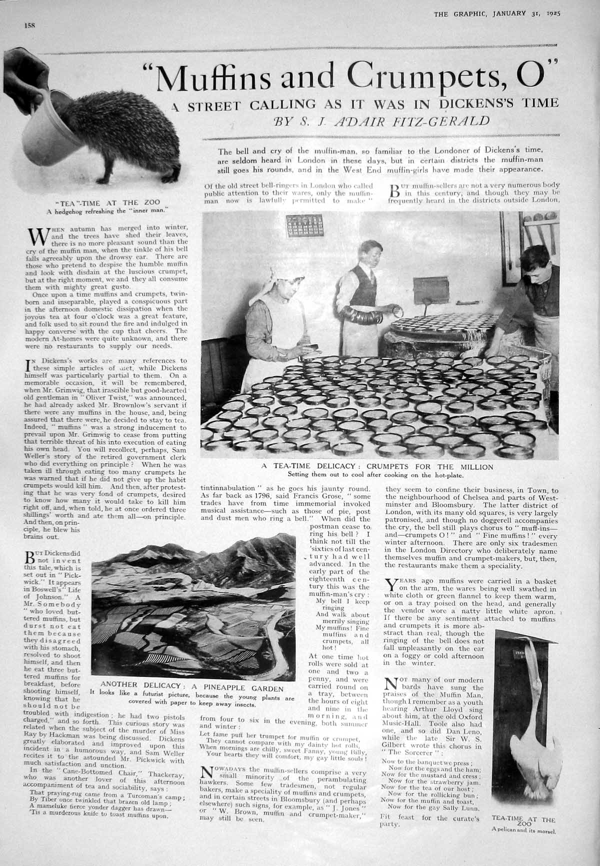 Old 1925 Zoo Hedgehog Crumpets Pelican Pineapple Garden London Wych T 20th