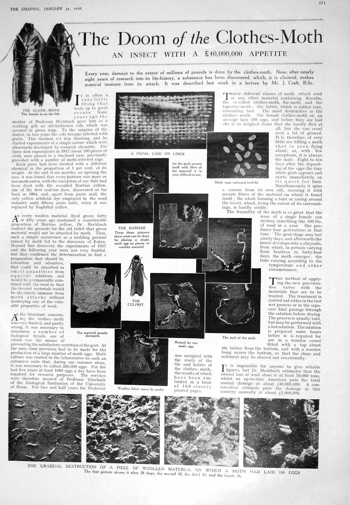 Old 1925 Cloth-Moth Linen Woollen Material Damage Ashton Author Lady 20th