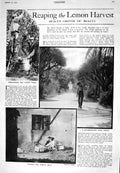 Old 1925 Lemon Harvest Plam Grove Trees Sicily Theatre Harris Baddele 20th