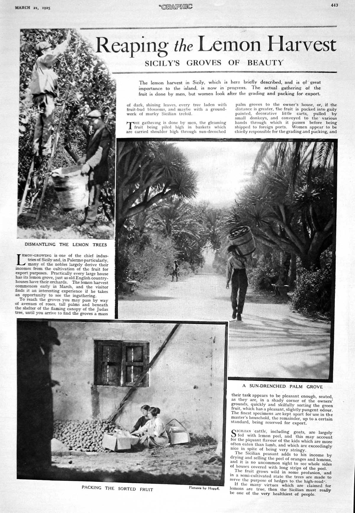 Old 1925 Lemon Harvest Plam Grove Trees Sicily Theatre Harris Baddele 20th