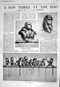 Old 1925 Zoo Monkey Galapagos Islands Pacific Giant Cacti Montague Da 20th