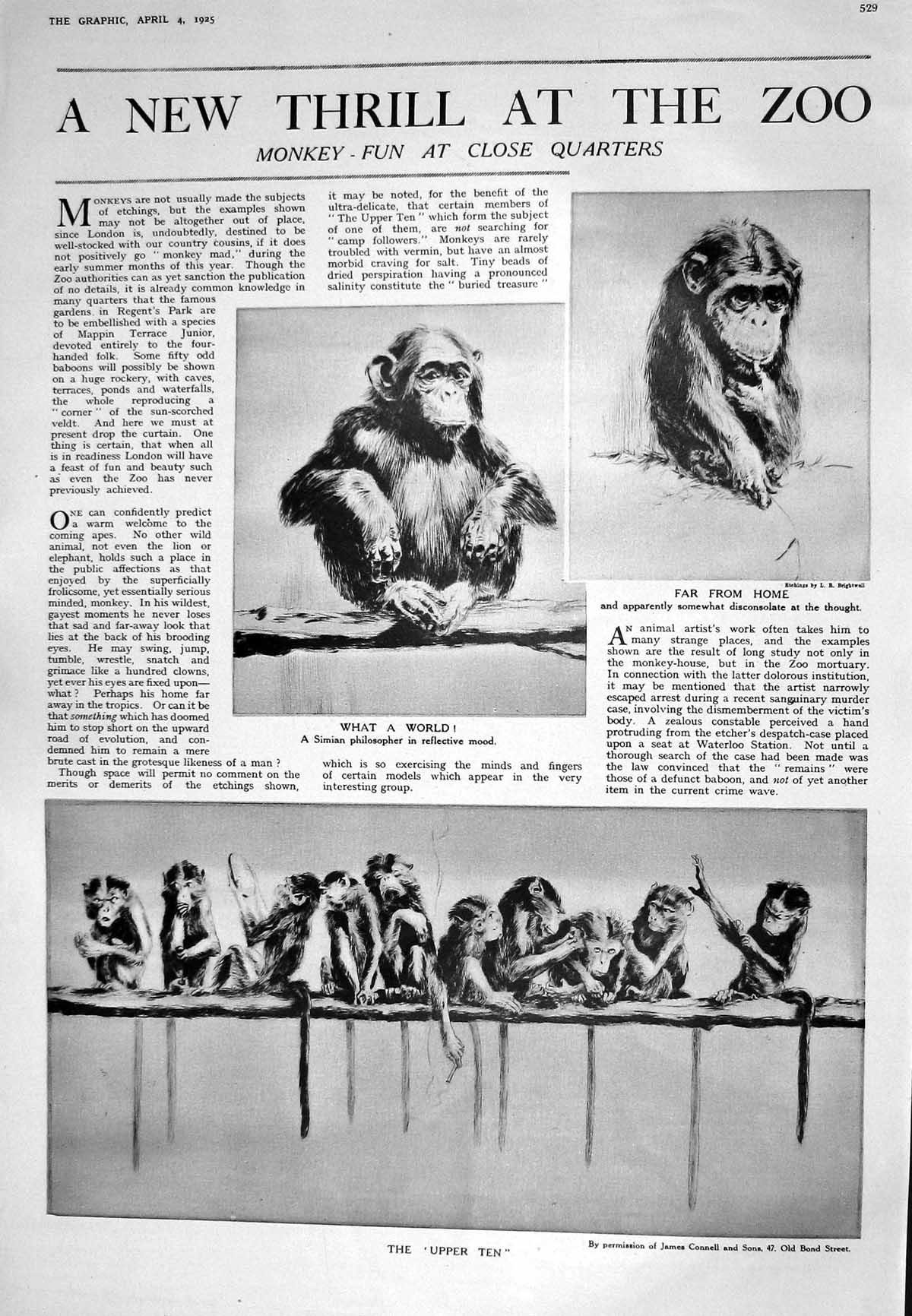Old 1925 Zoo Monkey Galapagos Islands Pacific Giant Cacti Montague Da 20th