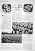 Old 1925 Flowers Daffodil Dutch Hyacinth Cernuus Plenus Archaeology H 20th