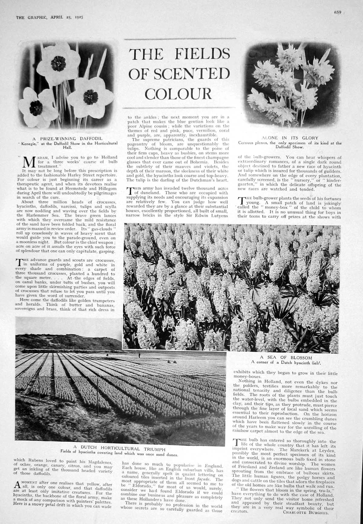 Old 1925 Flowers Daffodil Dutch Hyacinth Cernuus Plenus Archaeology H 20th
