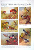 Old 1925 Birds Greenfinch Yellow Wagtails Bullfinch Crossbill Archite 20th