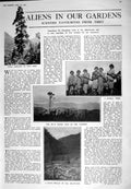 Old 1925 Tibet Jungle Tribe Pinus Armandi Yangtse Irrawaddy Villa Pal 20th