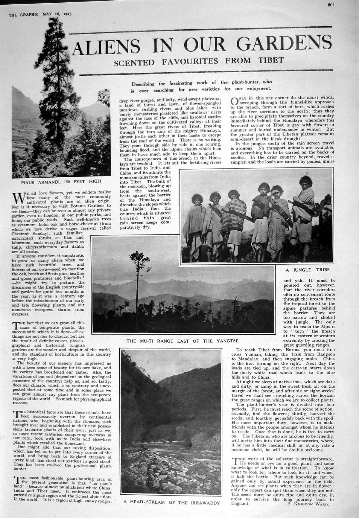 Old 1925 Tibet Jungle Tribe Pinus Armandi Yangtse Irrawaddy Villa Pal 20th