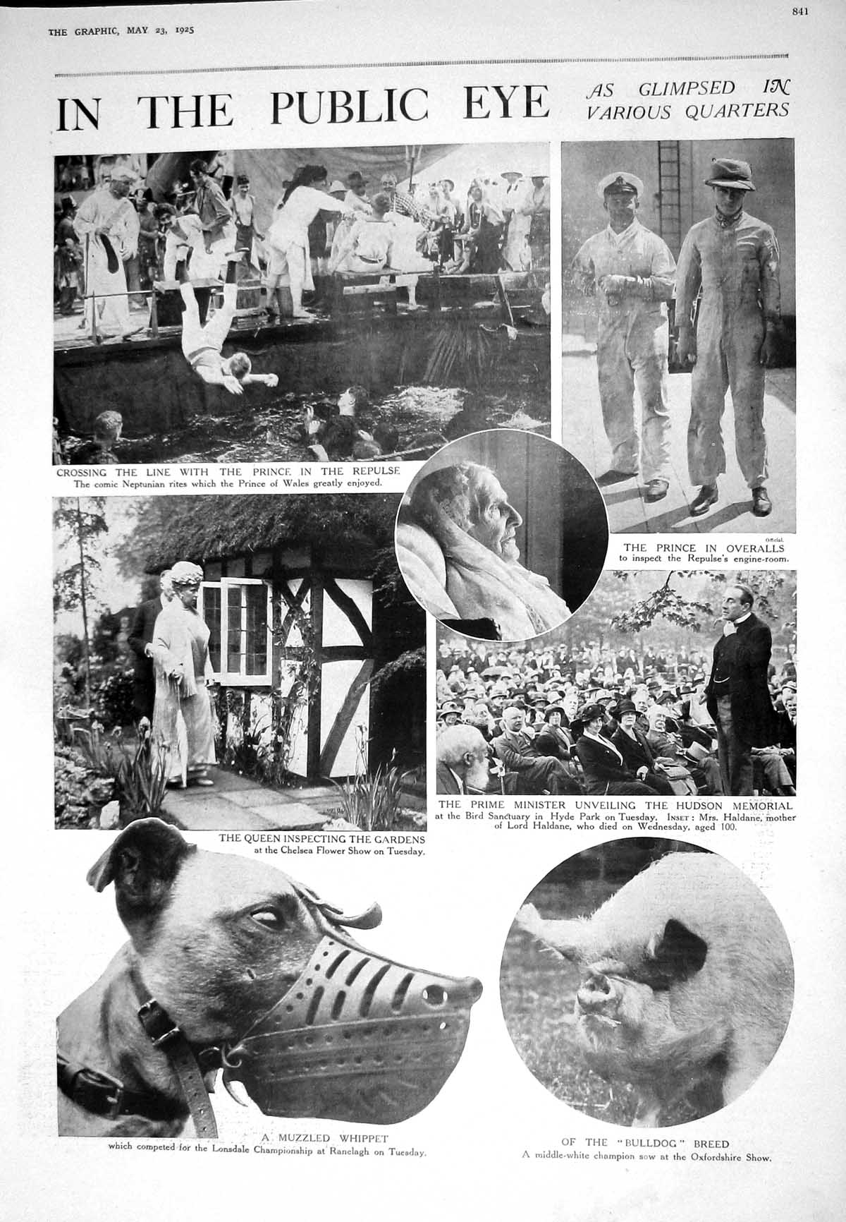 Old 1925 Prince Wales Queen Chelsea Flower Show Muzzled Whippet Dog P 20th