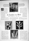 Old 1925 Garden Flowers Lupins Iris Delphinium Cinderella Book Illust 20th