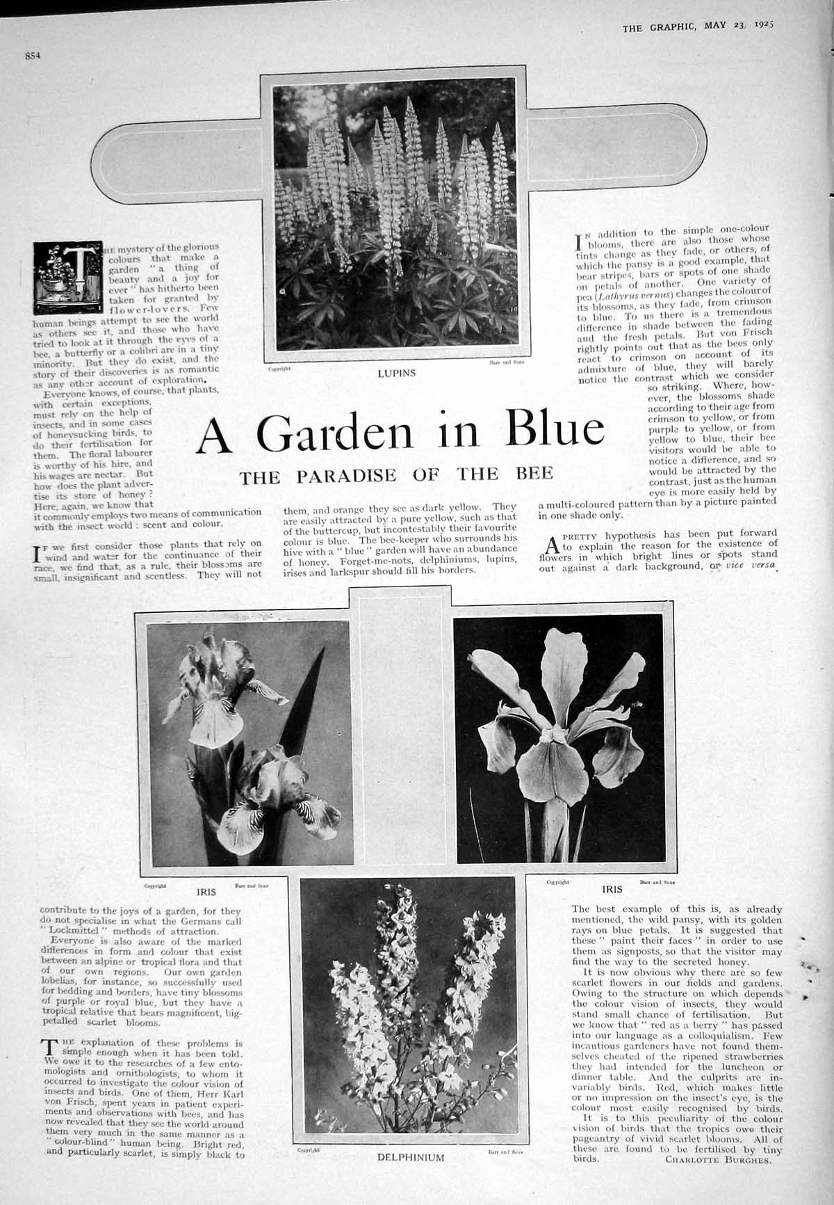 Old 1925 Garden Flowers Lupins Iris Delphinium Cinderella Book Illust 20th