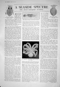 Old 1925 Seaside Octopus Squid Babies East London Hospital Morning Ba 20th