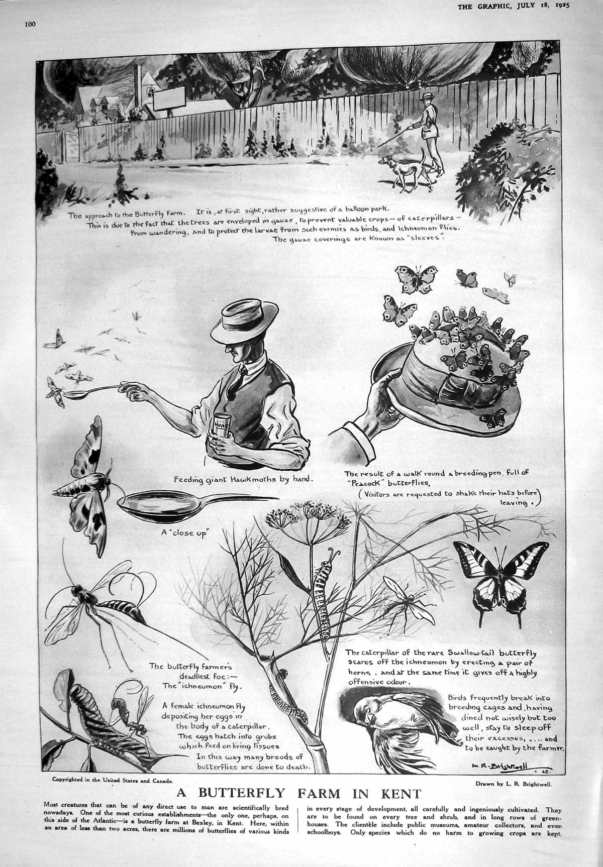 Old 1925 Butterfly Farm Bexley Kent Shanghai Saturnalia Rioters Bolsh 20th