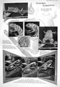 Old 1930 Gargoyles African Chameleon Tree Frogs Heron Abu Markub Bird 20th