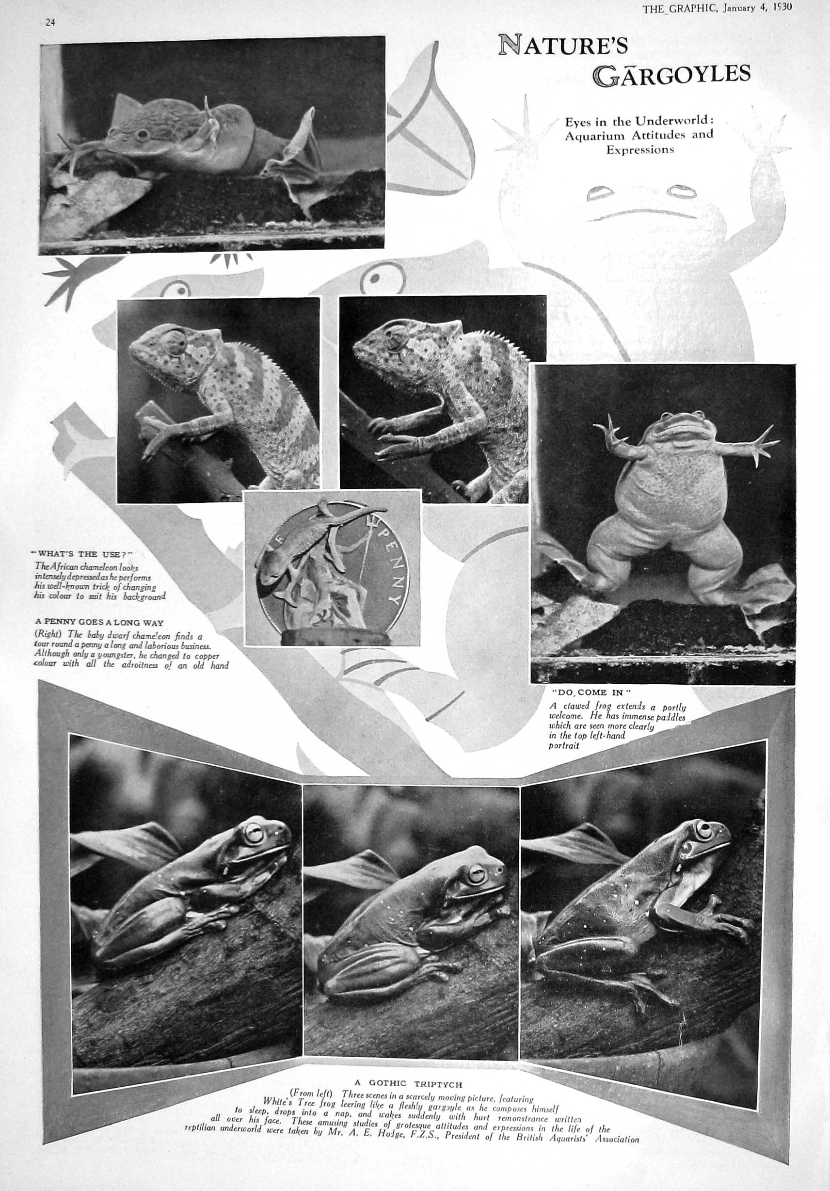 Old 1930 Gargoyles African Chameleon Tree Frogs Heron Abu Markub Bird 20th
