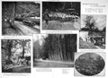 Old 1930 Gandhi God Krishna Sheep Sherbourne Surrey Dartmoor Spring E 20th