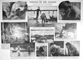 Old 1930 Caricature Stimson Wakatsuki Kelen Amazon Monkey Tapir Croco 20th