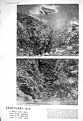 Old 1930 Lundy Island Bristol Channel Kittiwakes Birds Commons Men Ca 20th