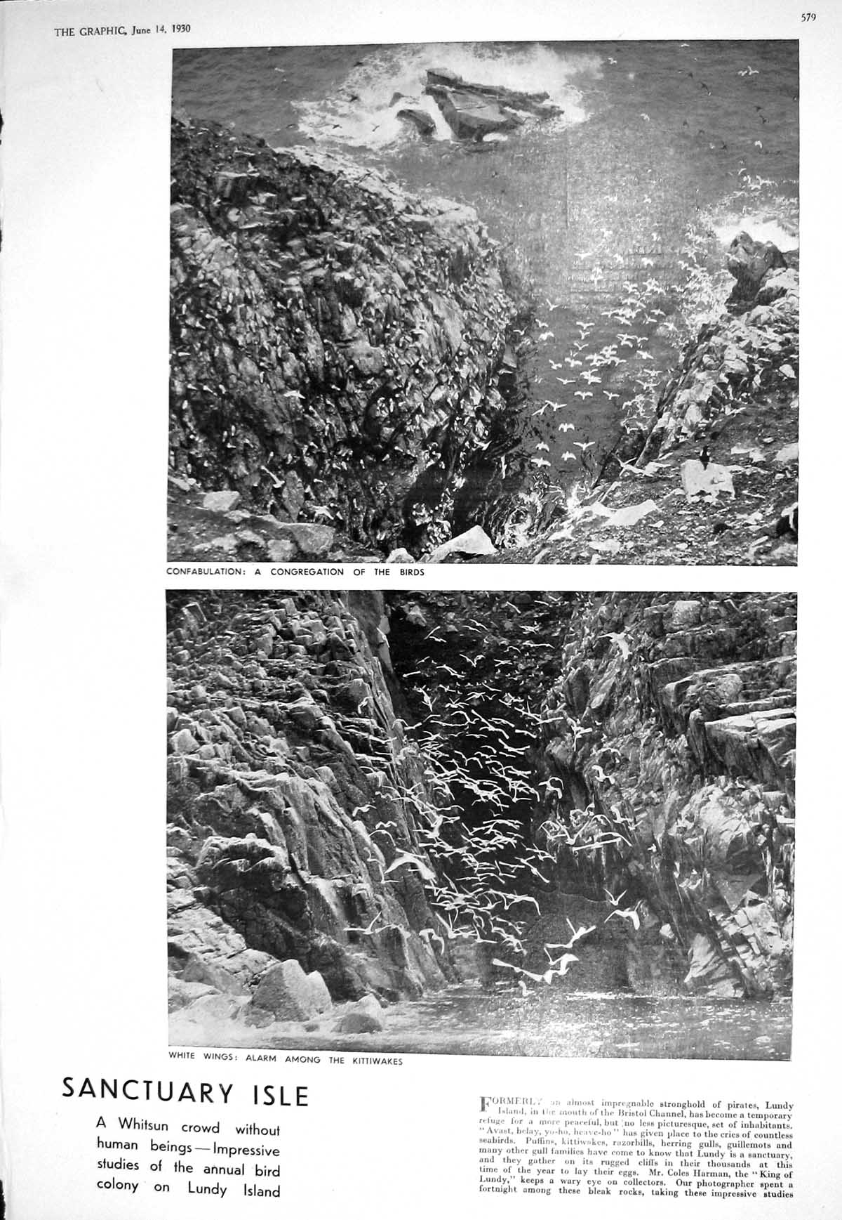 Old 1930 Lundy Island Bristol Channel Kittiwakes Birds Commons Men Ca 20th