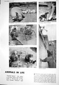 Old 1930 Zoo Animals Pigs Monkeys Terrier Dogs Bear Anglada-Camarasa 20th