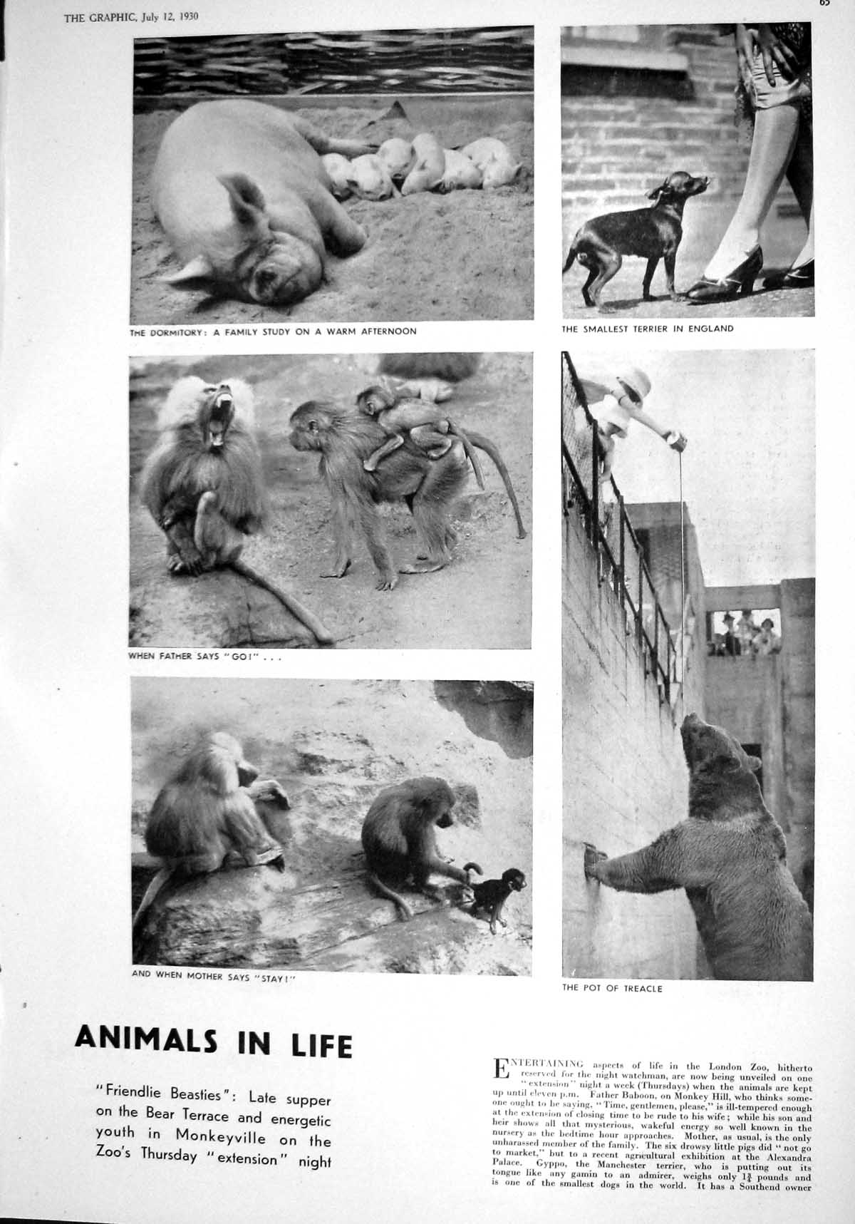 Old 1930 Zoo Animals Pigs Monkeys Terrier Dogs Bear Anglada-Camarasa 20th