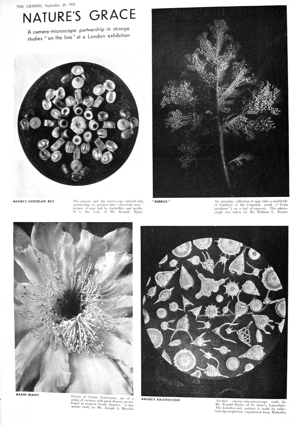Old 1930 Camera Microscope Butterfly Eggs Flower Cinnabar Moth Bullet 20th