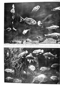 Old 1930 Fish Aquarium Rock Bass Indian Goramy Spotted Dogfish Photog 20th
