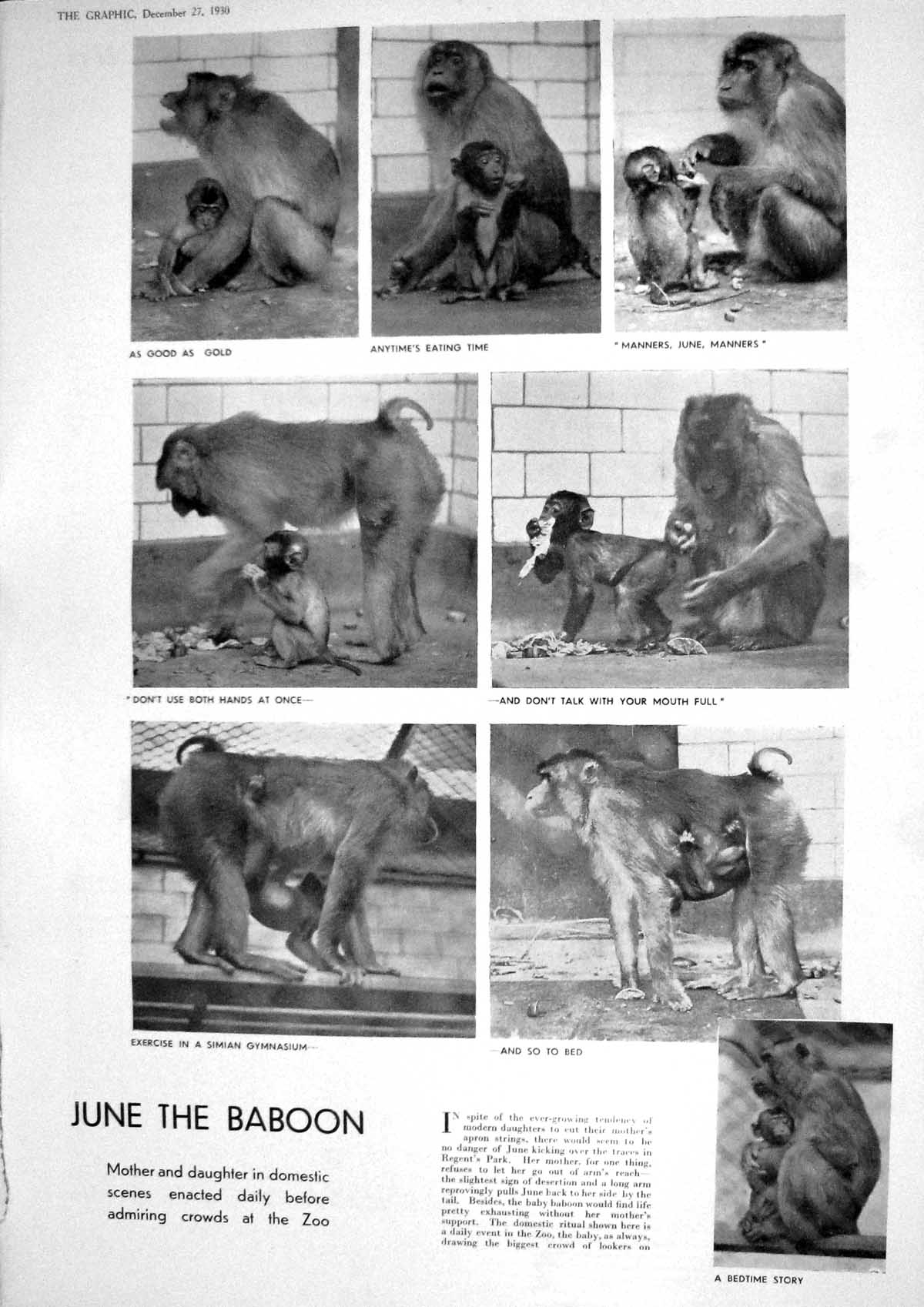 Old 1930 June Baboon Zoo Regent'S Park Oscar Schumann Horses Sloane C 20th