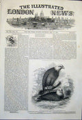 Original Old Antique Print Eagle Eagles Zoo Garden Regent'S Park London 1845