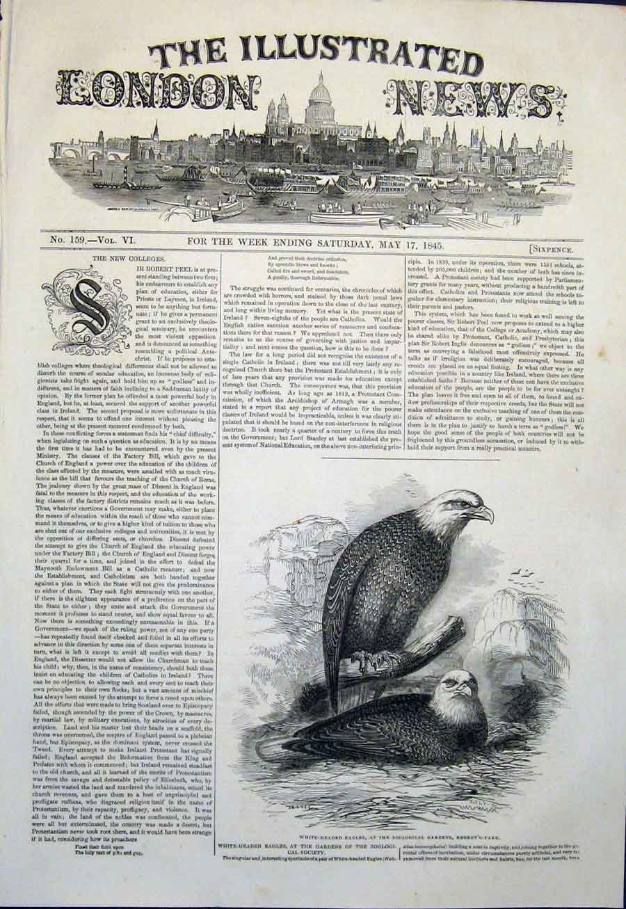 Original Old Antique Print Eagle Eagles Zoo Garden Regent'S Park London 1845