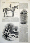 Original Old Antique Print Gratwicke Derby Horse Herring Pigeon Express Carrier