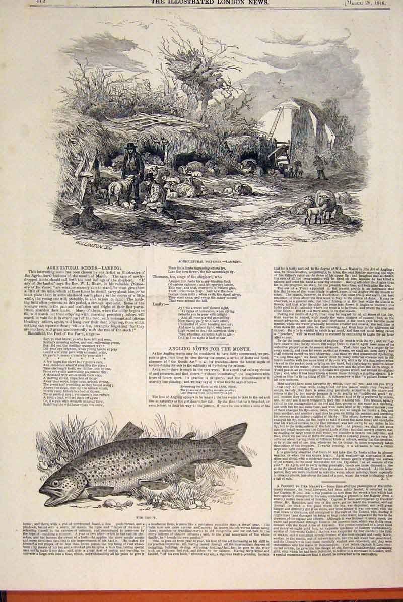 Old Antique Print Lambing Agricultural Sketch Sheep Farm Fish Trout 1846 19th