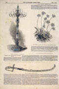 Original Old Antique Print Candleabrum Laelie Flower Chiswick Sword Kalergi 1847