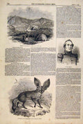 Old Antique Print Mission Cape Africa Portrait Benton Loing Eared Fox Zoo