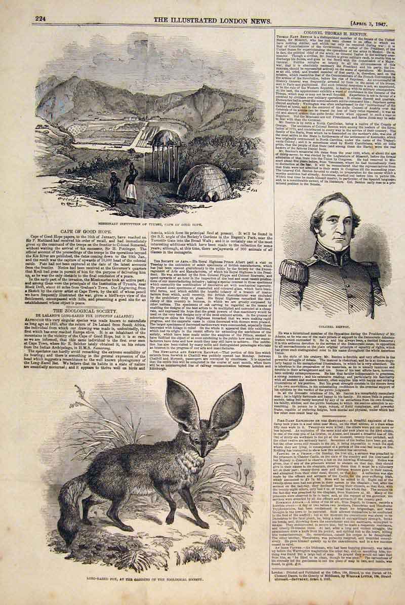 Old Antique Print Mission Cape Africa Portrait Benton Loing Eared Fox Zoo