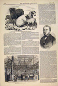 Original Old Antique Print Thibetan Sheep Portrait Proudhon Bank England 1849