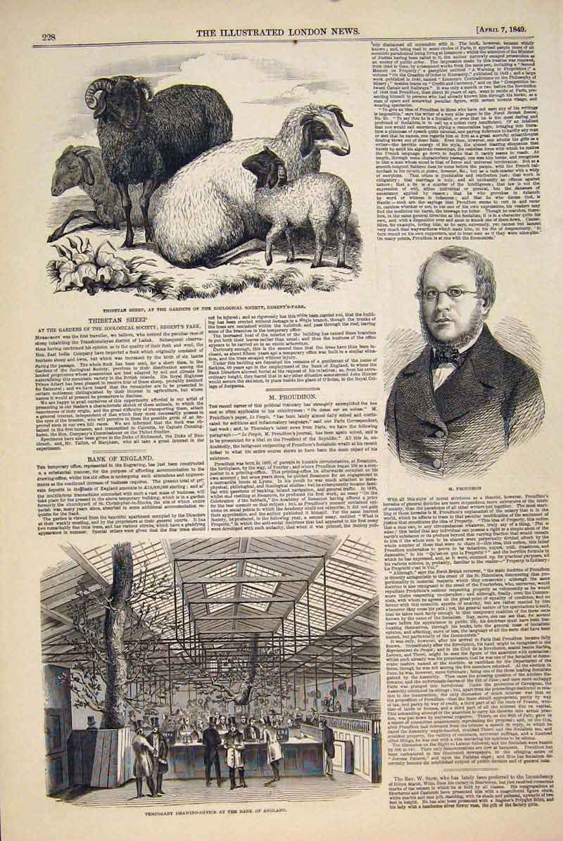 Original Old Antique Print Thibetan Sheep Portrait Proudhon Bank England 1849